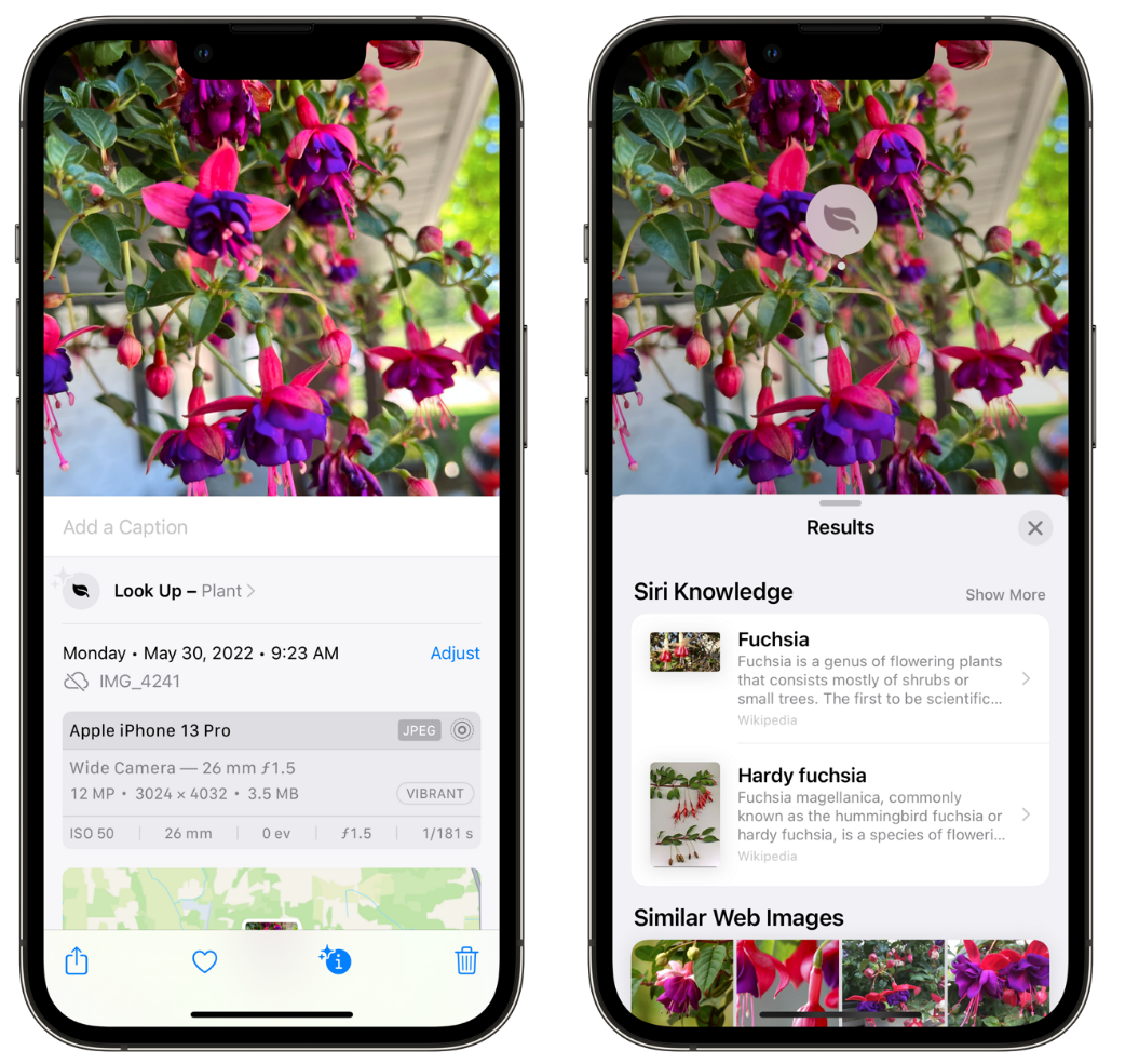 铜陵苹果手机维修分享小技巧：使用 iPhone 相机识别花卉植物 